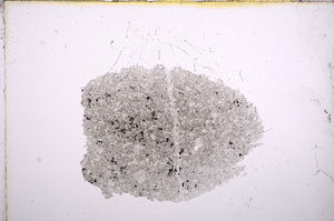 Plane Polarized, E5659