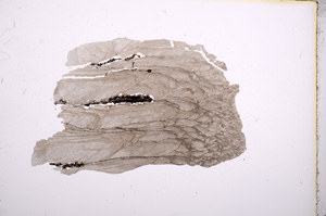 Plane Polarized, E5684