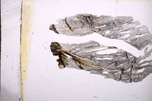 Plane Polarized, E5735