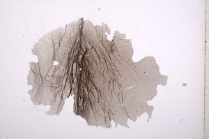 Plane Polarized, E5736