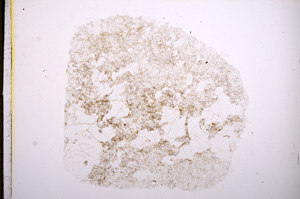 Plane Polarized, E5757
