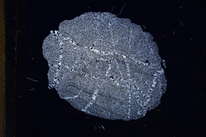 Cross Polarized, E5758