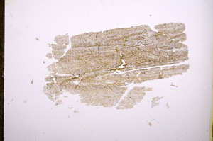 Plane Polarized, E5784