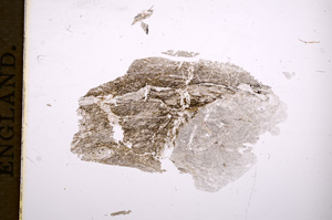 Plane Polarized, E5788