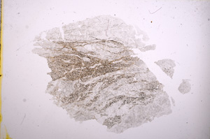 Plane Polarized, E5790