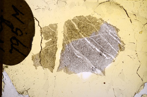 Plane Polarized, E5791