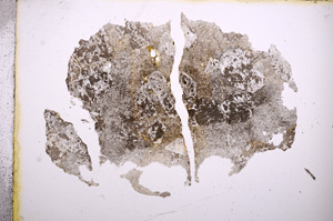Plane Polarized, E5792