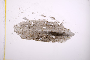 Plane Polarized, E5793