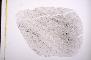 Plane Polarized, E5824