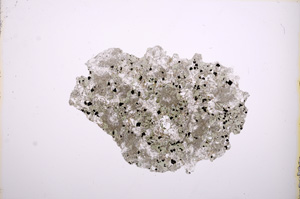 Plane Polarized, E5826