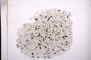 Plane Polarized, E5863