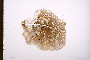 Plane Polarized, E5864