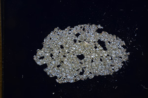 Cross Polarized, E5865