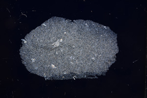 Cross Polarized, E5871