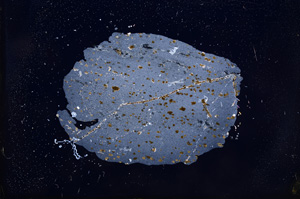 Cross Polarized, E5889