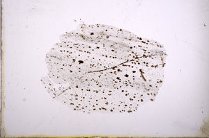 Plane Polarized, E5889