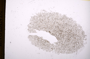 Plane Polarized, E5894