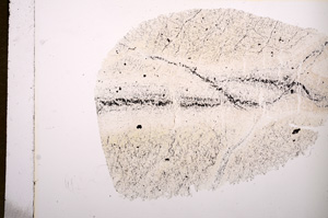 Plane Polarized, E5916
