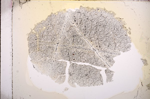 Plane Polarized, E5917