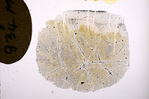 Plane Polarized, E5936