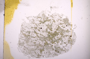 Plane Polarized, E5938