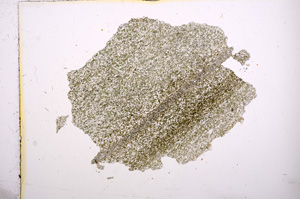 Plane Polarized, E5942