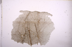 Plane Polarized, E5943