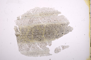 Plane Polarized, E5946