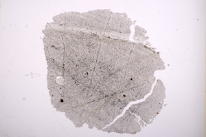 Plane Polarized, E5952
