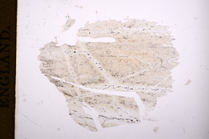 Plane Polarized, E5953
