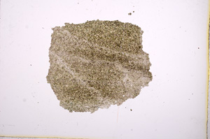 Plane Polarized, E5955