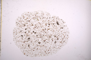 Plane Polarized, E5963