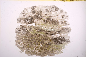 Plane Polarized, E5964