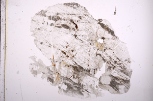 Plane Polarized, E5971
