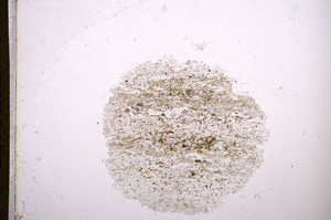 Plane Polarized, E5978