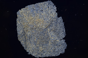 Cross Polarized, E5983