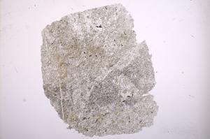 Plane Polarized, E5983