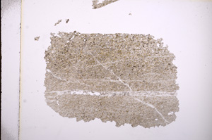 Plane Polarized, E5986
