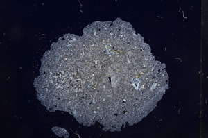 Cross Polarized, E6008