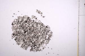 Plane Polarized, E6019