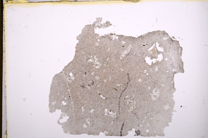 Plane Polarized, E6023