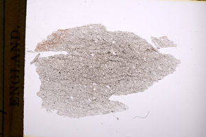 Plane Polarized, E6037