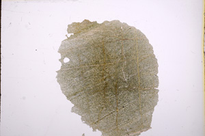 Plane Polarized, E6038
