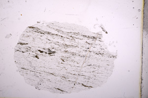 Plane Polarized, E6050