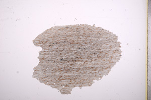 Plane Polarized, E6185