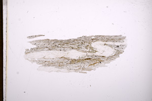 Plane Polarized, E6199