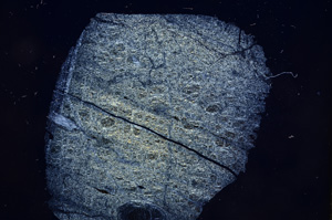 Cross Polarized, E6223