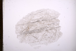 Plane Polarized, E6225