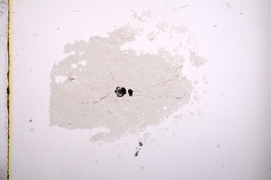 Plane Polarized, E6359