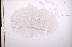 Plane Polarized, E6377